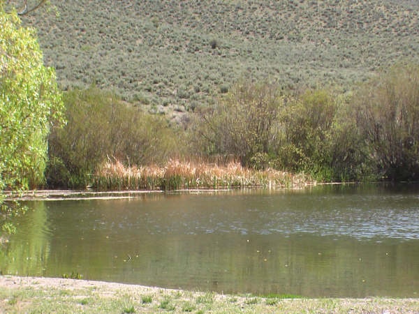 Lower Willow Pond 3 near Battle Mountain
