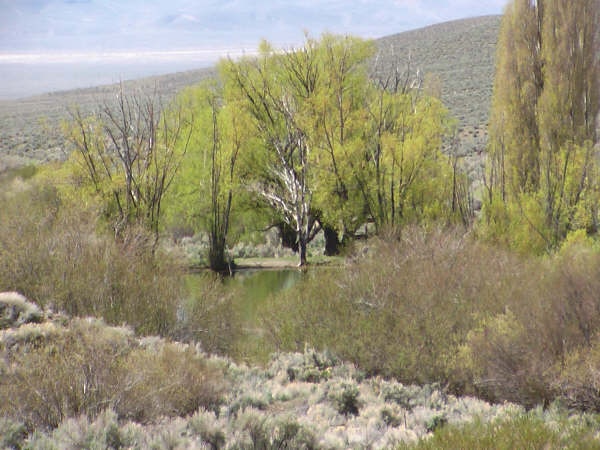 Lower Willow Pond 4 near Battle Mountain