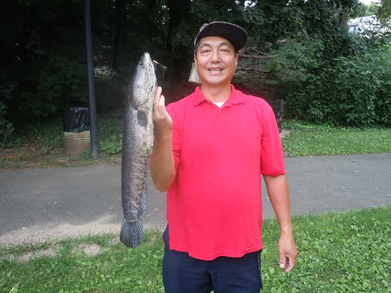 snakehead